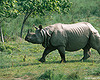 Rhino-150
